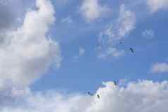 海鸥飞行开销多云的蓝色的天空