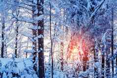 冬天景观白雪覆盖的树路射线日落