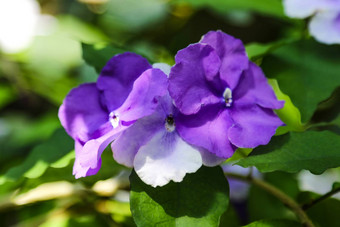 春天自然摄影淡紫色盛开的野生紫罗兰色的花紫罗兰色的花开花味蕾花背景绿色叶子植物草
