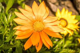 英语金盏花花聚officinalis被称为能金盏花使发红常见的金盏花苏格兰威士忌金盏花日益增长的阳光