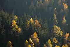 秋天森林场景绿色黄色的树对比山一边