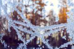 冷淡的雪花模式冬天窗口森林日落