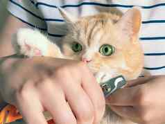 年轻的女孩削减爪子美丽的奶油小猫绿色眼睛