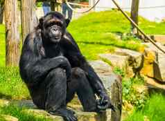 美丽的肖像大成人黑猩猩热带猴子非洲濒临灭绝的动物specie