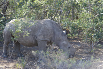 白色犀牛南非洲