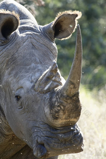 白色犀牛南非洲