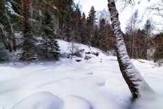 白雪覆盖的森林雪地里树