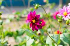 墨西哥Aster花园宇宙大丽宇宙双翅目媒介大小的杯形状的太阳爱的植物花朵春天晚些时候夏天草本植物受欢迎的花花园花束