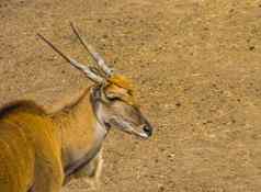 特写镜头脸常见的大羚羊热带羚羊specie非洲