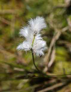 兔子的尾巴cottongrass草丛cottongrass埃里奥弗鲁姆2015: 2湿地盛开的春天