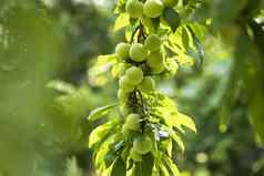 樱桃李子分支花园绿色樱桃李子特写镜头水果花园很多大多汁的李子阳光有机自然黄色的李子挂树分支