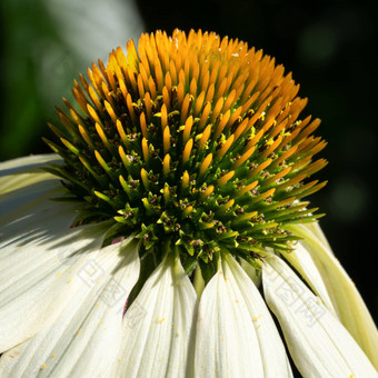 松果菊<strong>紫</strong>锥菊<strong>紫</strong>竹