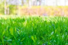 自然背景多汁的草坪上春天草特写镜头