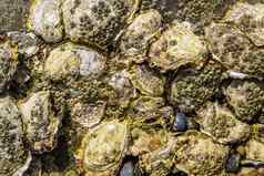 模式牡蛎贝壳岩石海滩背景贝壳软体动物