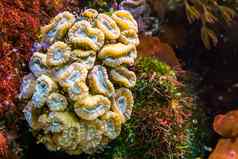 特写镜头大花珊瑚多石的珊瑚specie加勒比海海洋生活背景