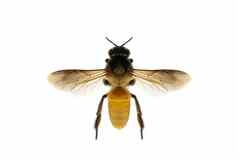 图像蜜蜂蜜蜂孤立的白色背景昆虫