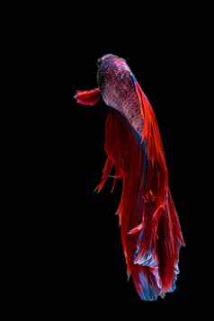 红色的蓝色的搏鱼鱼暹罗战斗鱼黑色的背气