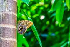 森林巨大的猫头鹰蝴蝶坐着树树干色彩斑斓的热带specie美国