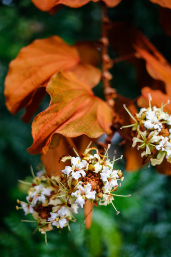 金叶子<strong>紫荆花</strong>金黄色葡萄球菌花花园