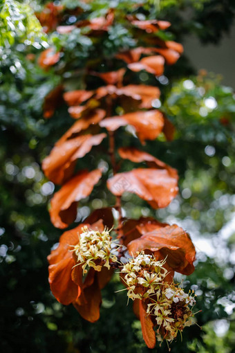 雨滴金叶子<strong>紫荆花</strong>金黄色葡萄球菌花花园