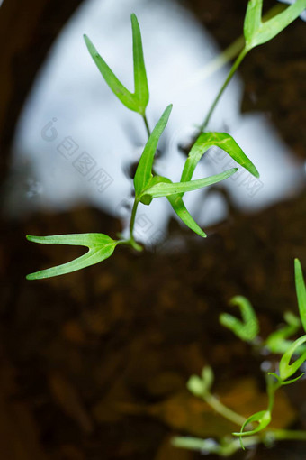 中国人水旋花植物水旋花植物沼泽早....荣耀水早....荣耀水