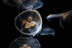 深海水母浮动黑暗水