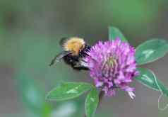 bombus帕斯库鲁姆大黄蜂常见的梳刷蜜蜂花