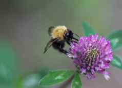 bombus帕斯库鲁姆大黄蜂常见的梳刷蜜蜂花