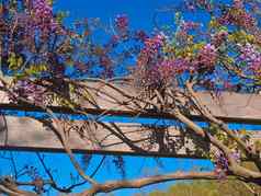 紫藤brookside花园惠顿