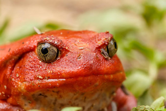 大红色的番茄青蛙马达加斯加野生动物