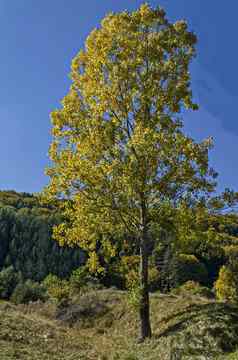色彩斑斓的秋天景观黄色的秋天的树关闭松柏科的落叶森林快乐vitosha山