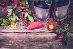 生活植物autumn-oak玫瑰臀部葡萄叶子