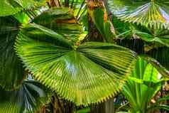 中国人风扇棕榈植物多雨的天气美丽的热带自然背景