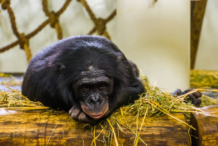 倭黑猩猩铺设有特写镜头人类猿俾格米人黑猩