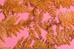 秋天蕨类植物叶子孤立的粉红色的背景水平定向简约风格
