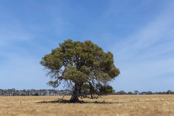 格兰屏山区维多利亚树干围场澳大利亚