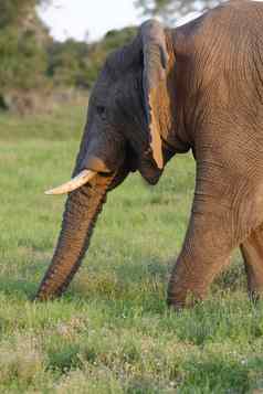 非洲布什大象氧化大象国家公园