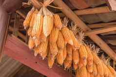 有机玉米干燥椽精品附属建筑物农村北越南