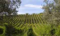 葡萄园红色的葡萄酒使大意大利葡萄园