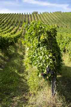 葡萄园红色的葡萄酒使大意大利葡萄园