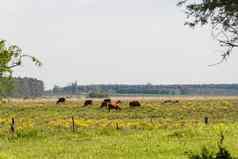 阿根廷农村风景阴影绿色黄色的花牛流