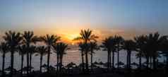 景观黎明棕榈树海滩雨伞埃及