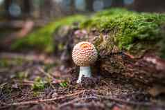 飞木耳蘑菇特写镜头安妮塔致幻剂飞木耳飞安妮塔作用于精神的担子菌类真菌不能吃的有毒的蘑菇关闭照片红色的真菌