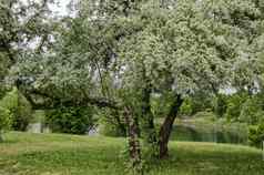 春天小开花白色柳树柳树阿尔芭树海岸湖住宅区德鲁伊巴