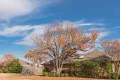 单故事平房房子郊区达拉斯明亮的秋天树叶颜色