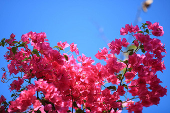 美丽的粉红色的红色的叶子花属盛开的明亮的粉红色的红色的布加