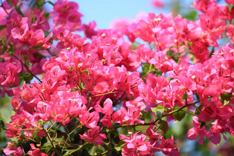 美丽的粉红色的红色的叶子花属盛开的明亮的粉红色的红色的叶子花属花花背景叶子花属花纹理背景特写镜头叶子花属树花