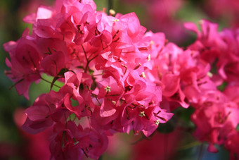 美丽的粉红色的红色的叶子花属盛开的明亮的粉红色的红色的叶子花属花花背景叶子花属花纹理背景特写镜头叶子花属树花