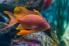 特写镜头美丽的色彩斑斓的热带鱼异国情调的鱼specie