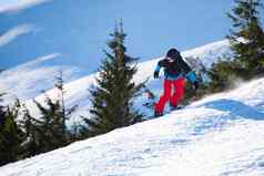 滑雪骑滑雪板阳光明媚的一天冷杉森林山山背景滑雪冬天体育